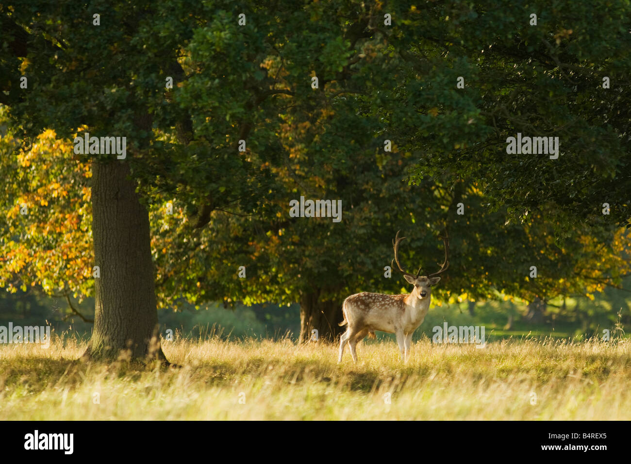 Fallow deer buck grazing in english meadow and woodland Shropshire England UK United Kingdom GB Great Britain British Isles Stock Photo