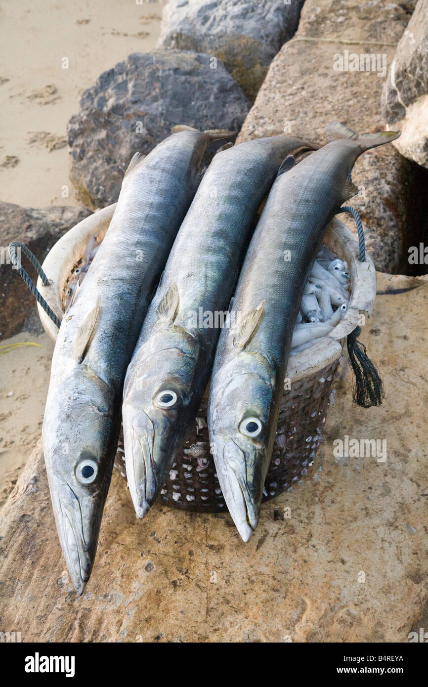 Barracuda Fish High Resolution Stock Photography and Images Alamy