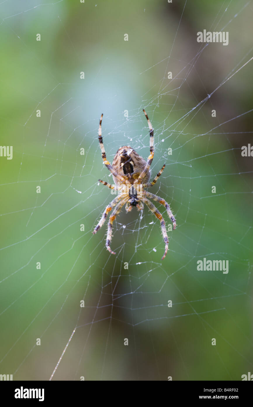 Garden Spider Araneus diadematus on its web Stock Photo - Alamy