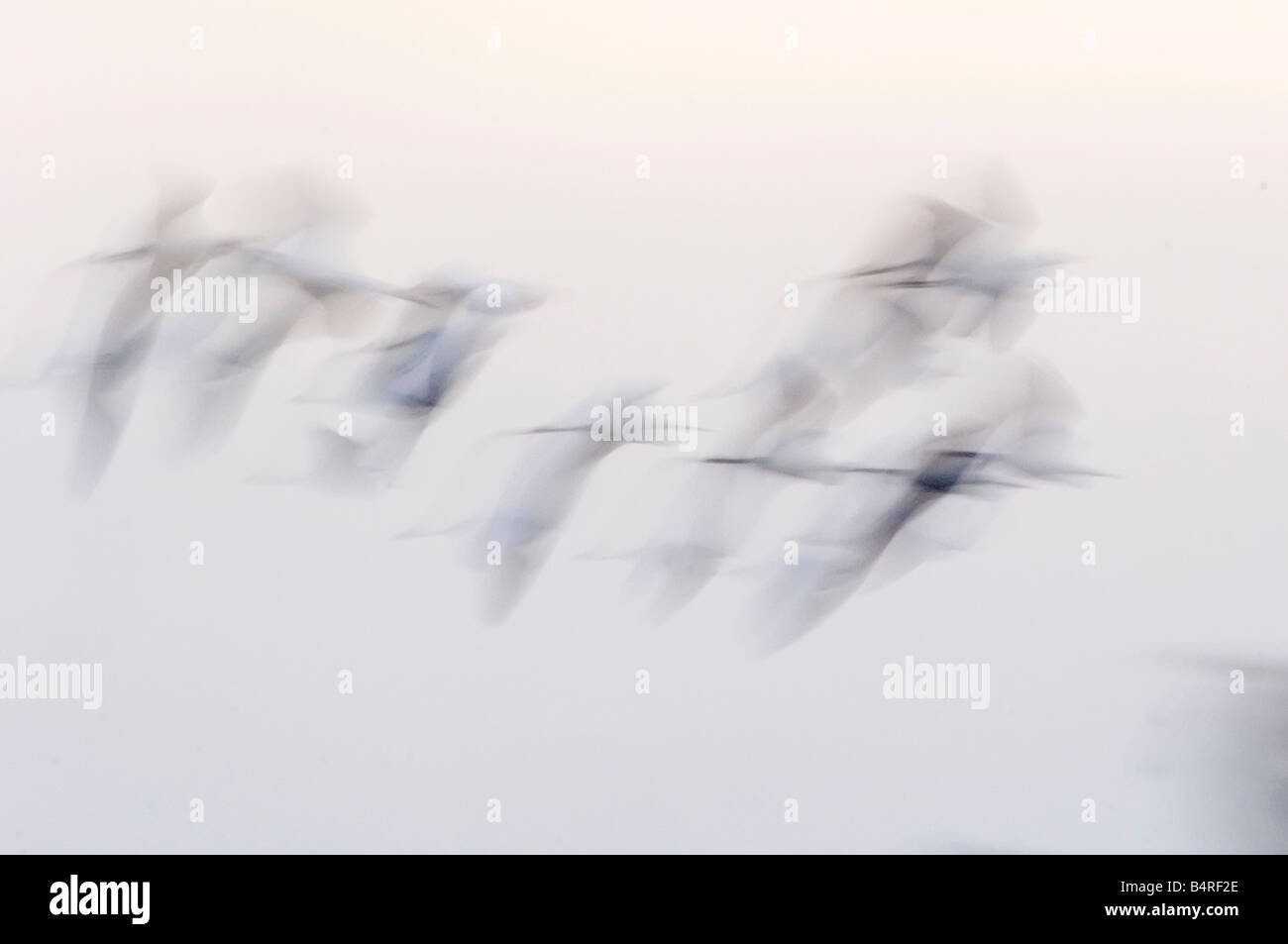 Intentional blur of egrets in flight Stock Photo