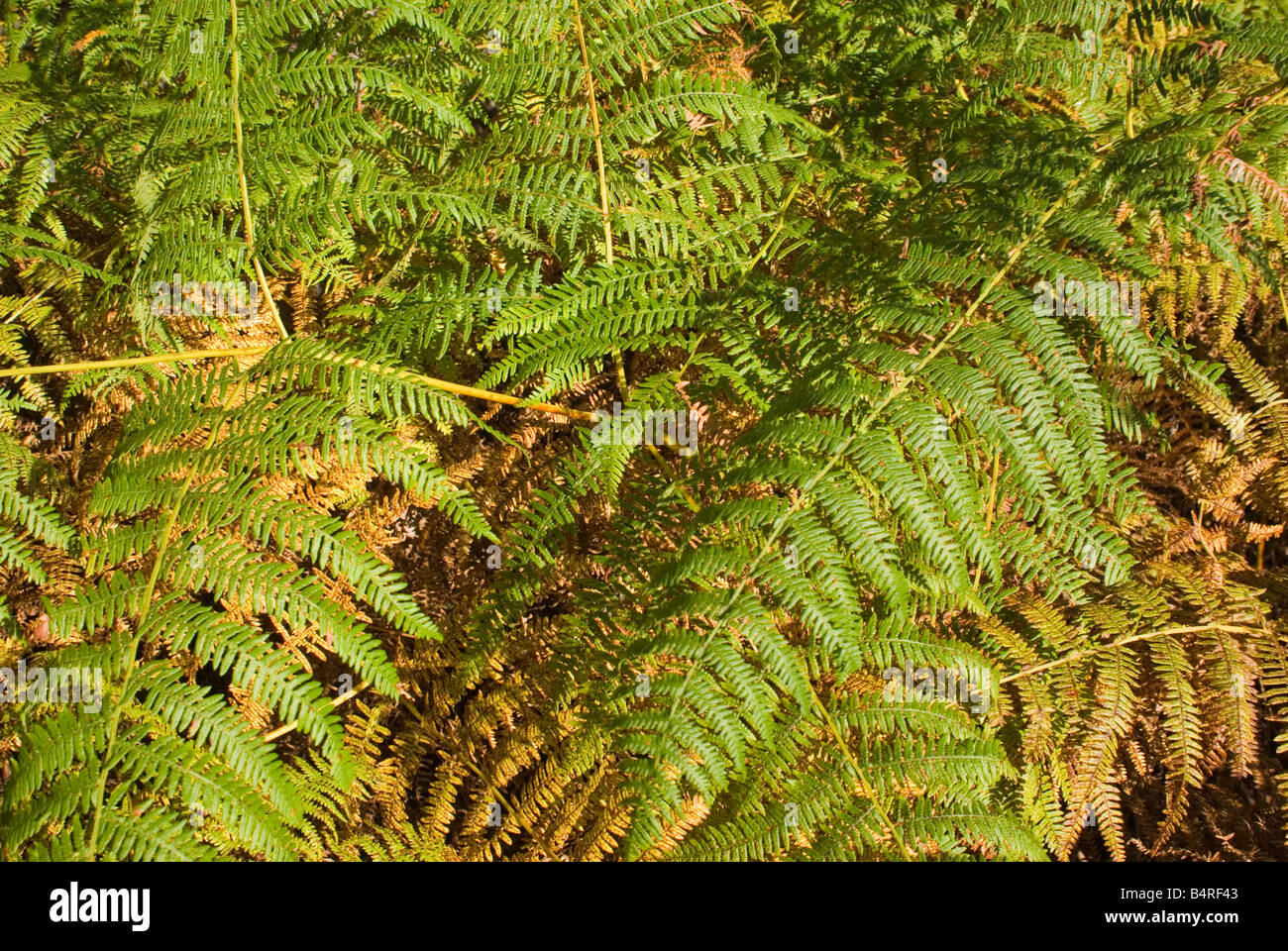 Bracken leaves in Sherwood Forest Stock Photo