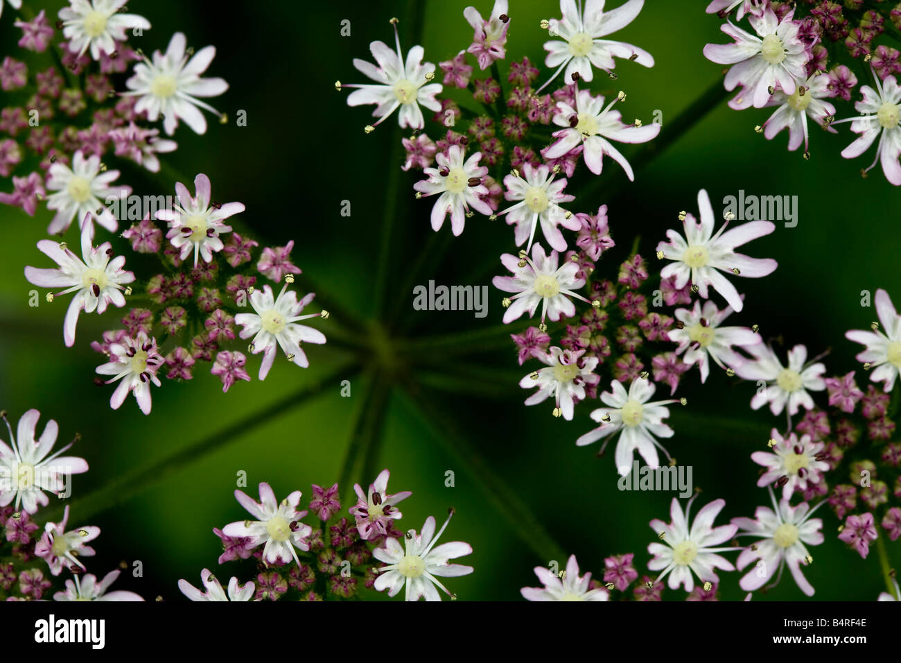 Japanese Hedge Parsley High Resolution Stock Photography And Images Alamy