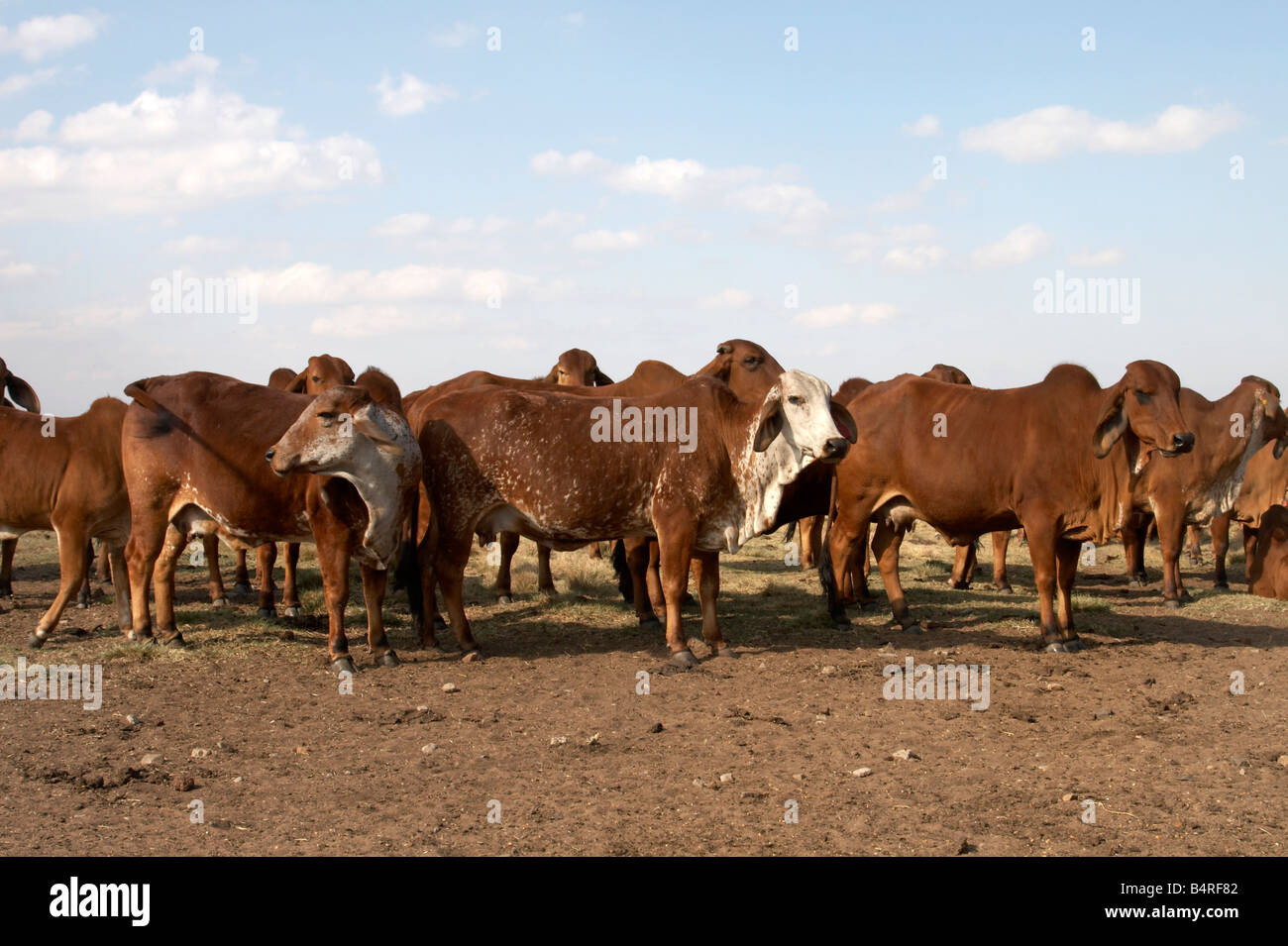 Brahman cattle herd on a farm in South Africa Stock Photo