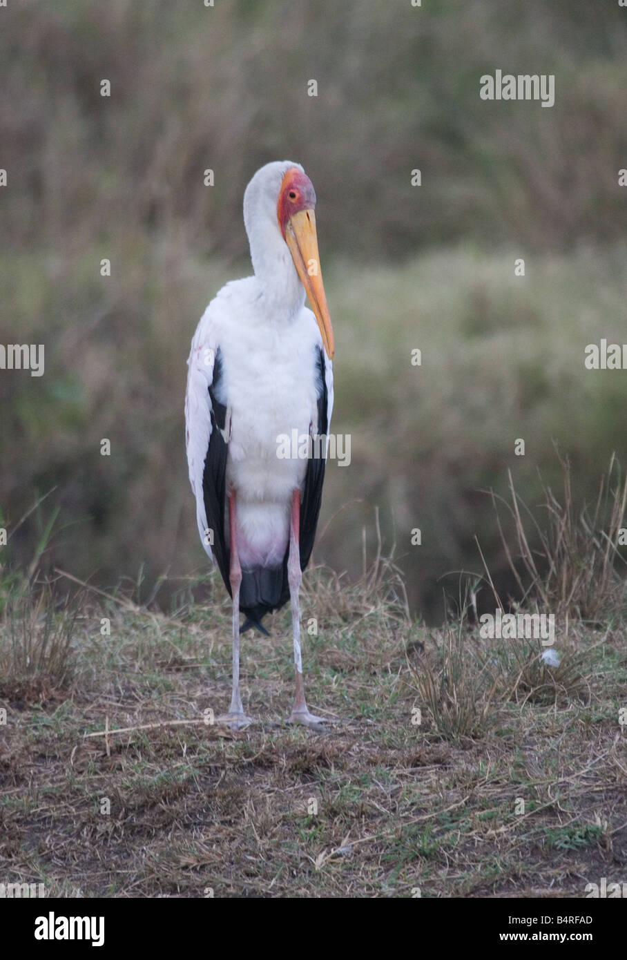Adult Yellow Billed Stork (Mycteria ibis), Masai Mara, Kenya, Africa Stock Photo