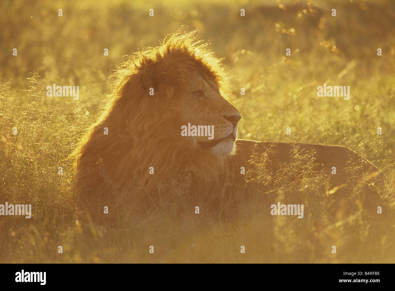 Back-lit Male Lion Serengeti Sunrise Stock Photo