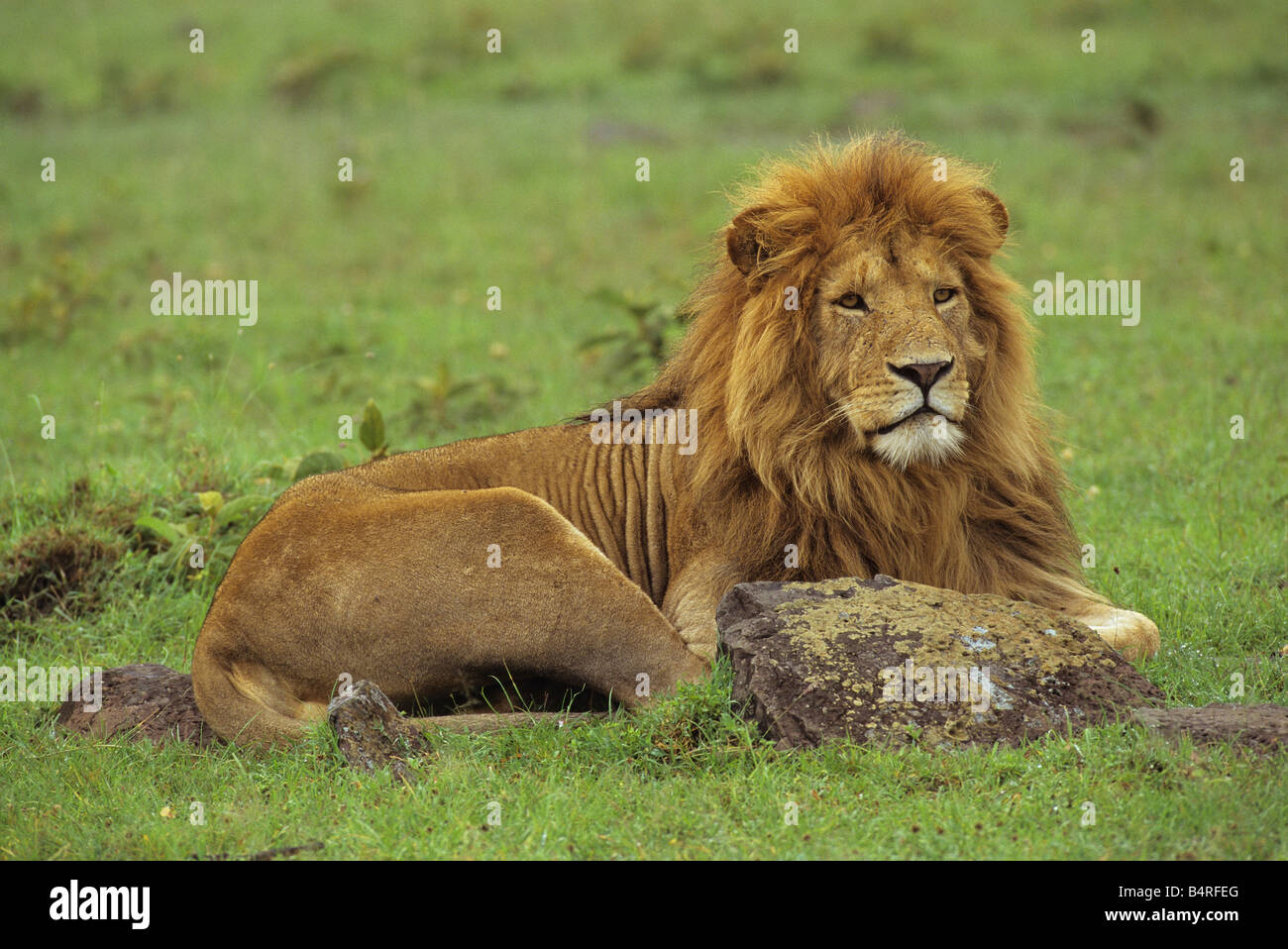 Philosophical Lion Stock Photo