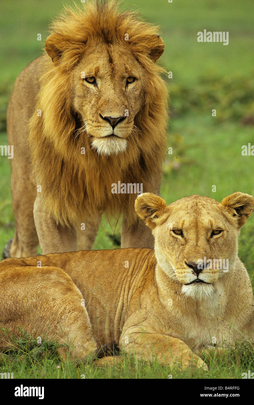 African Lions Portrait Stock Photo