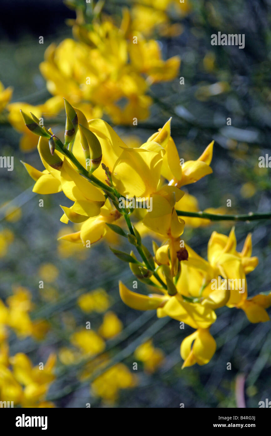 Spanish broom spartium junceum yellow scented fragrant shrub hires