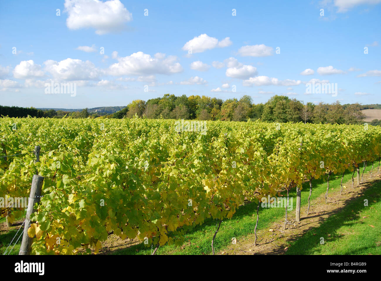Rows of grapevines, Lamberhurst Vineyard, Lamberhurst Down, Lamberhurst, Kent, United Kingdom Stock Photo