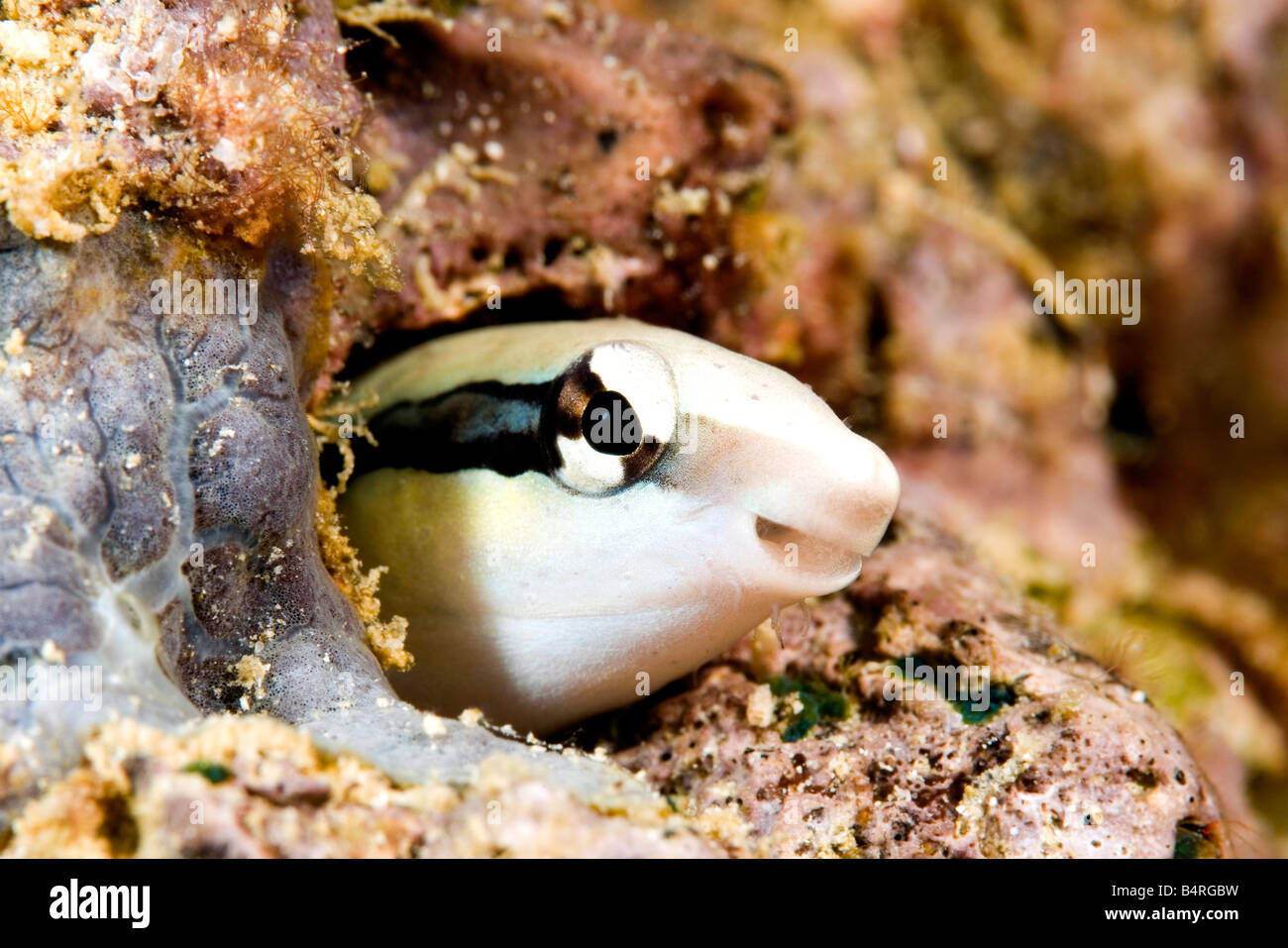 Lance Blenny, also known a Slender Sabretooth Blenny, Aspidontus dussumieri, peering out of a hole in coral Stock Photo