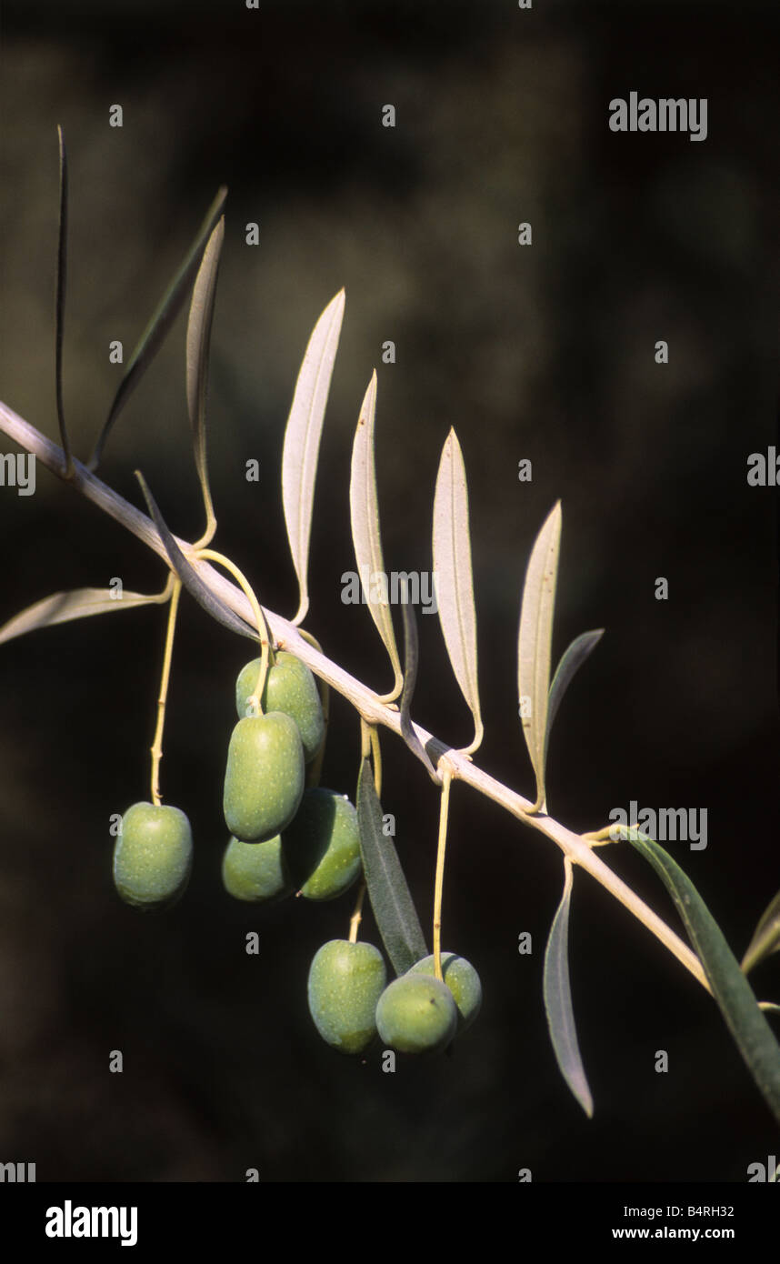 Close up of green olives (Olea europaea) hanging on branch in a ...