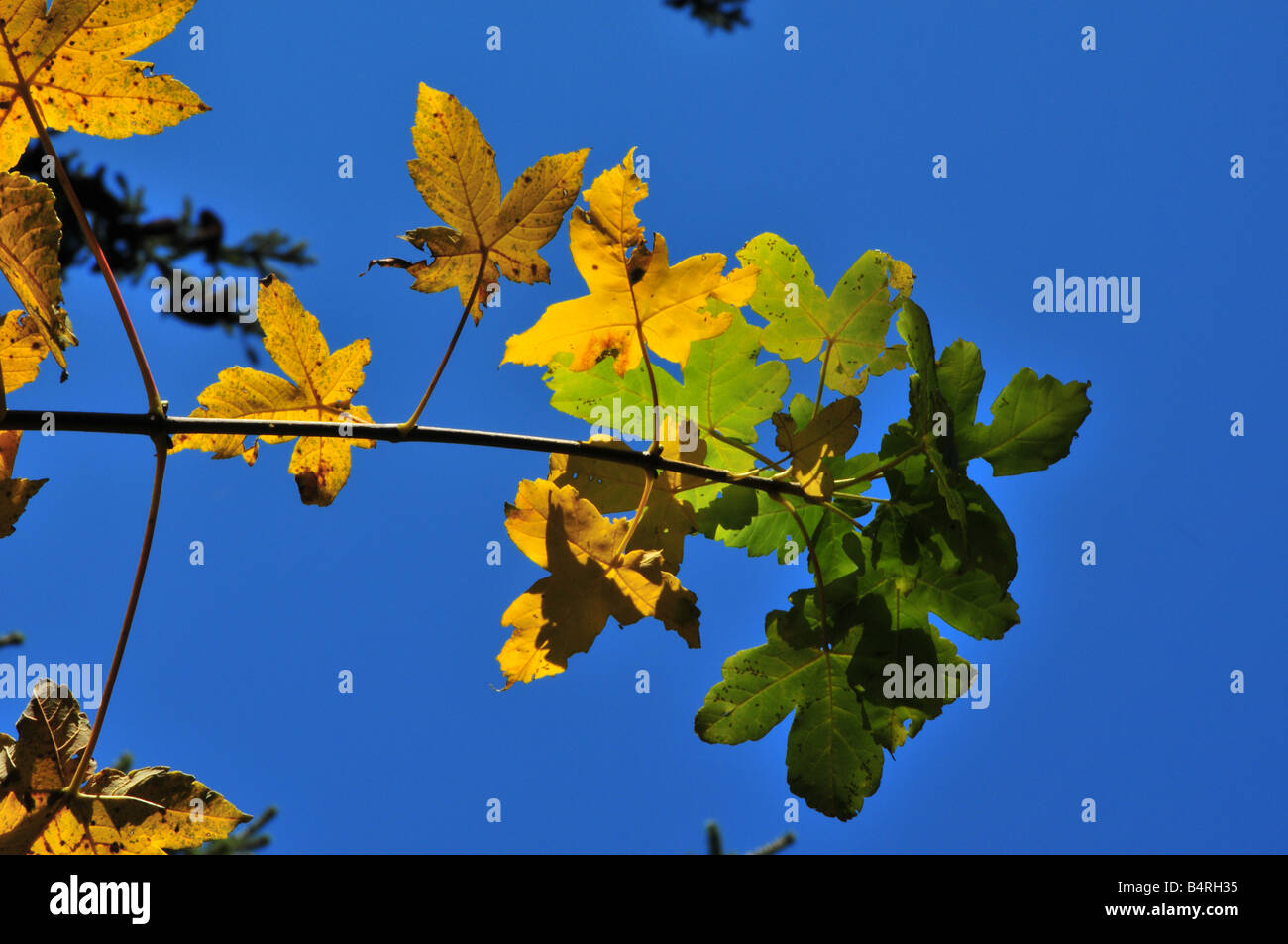 Autumn leaves against a blue sky Stock Photo - Alamy