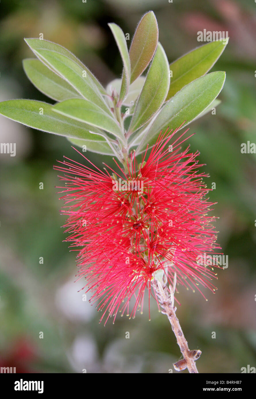 Crymson Bottlebrush, Callistemon citrinus var splendens, Myrtaceae, Australia Stock Photo