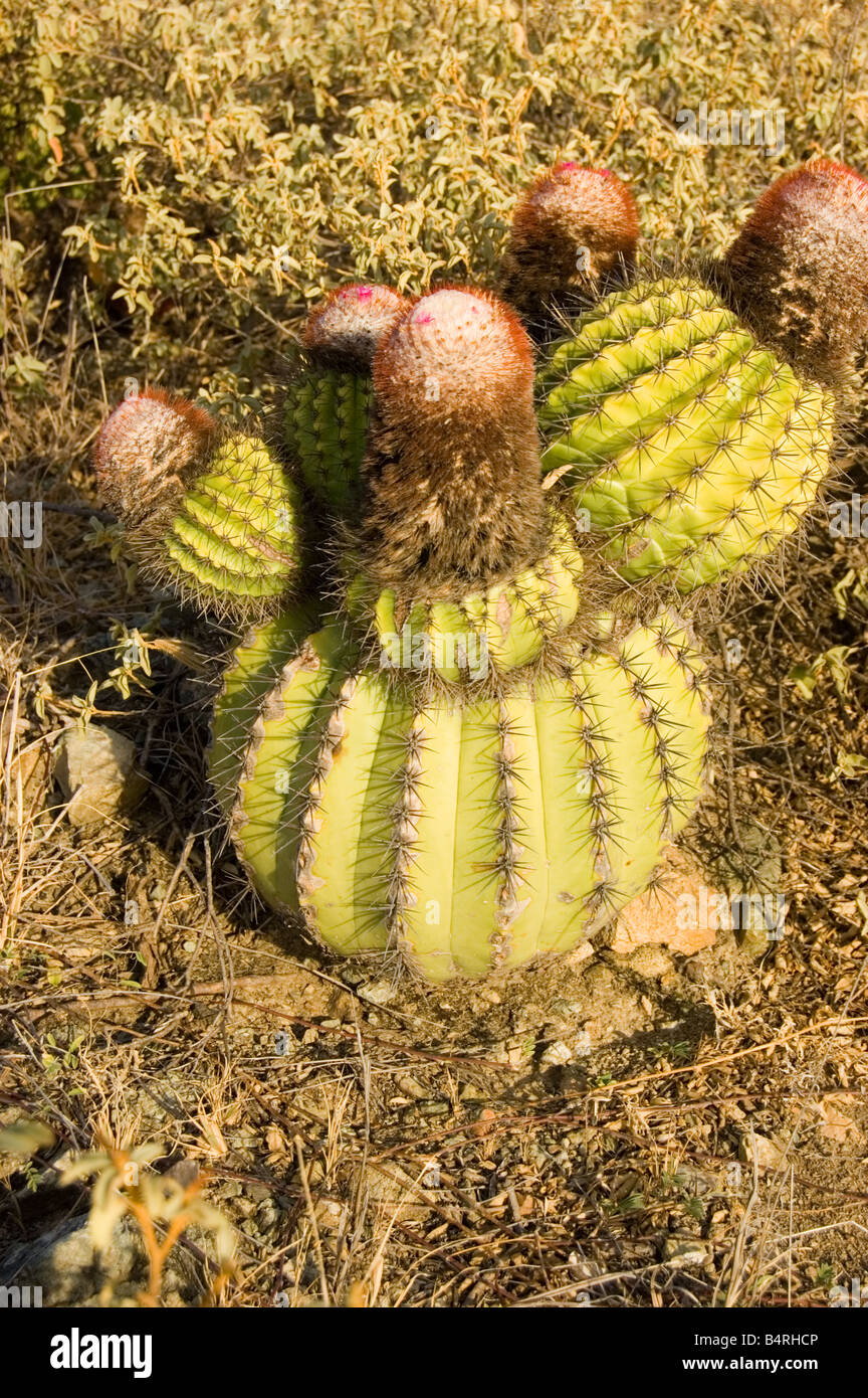 Turks Head Cactus,red flower Turks and Caicos Islands symbol tci caribbean  Stock Photo - Alamy