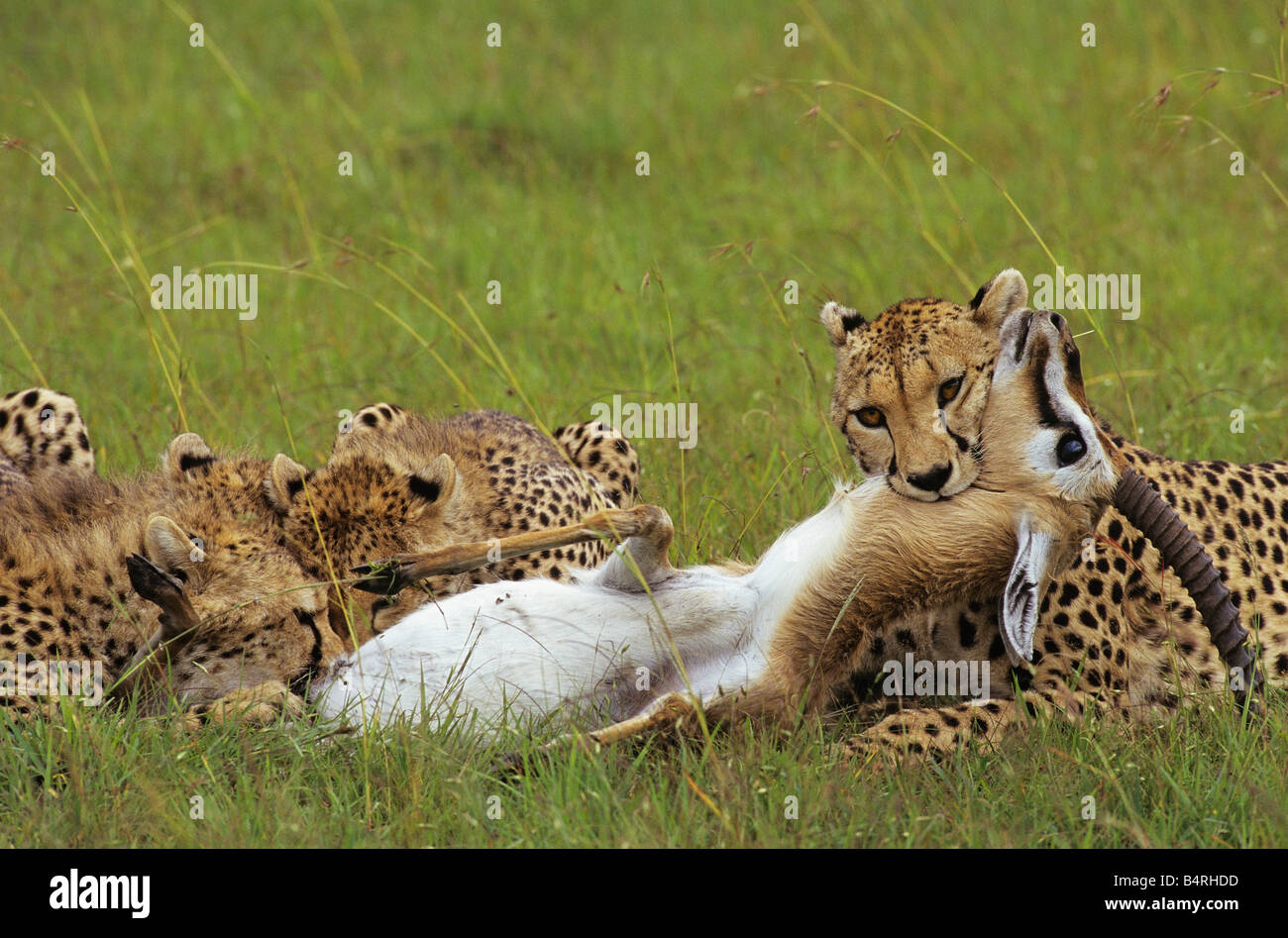 A mother cheetah kills a beautiful male gazelle Stock Photo