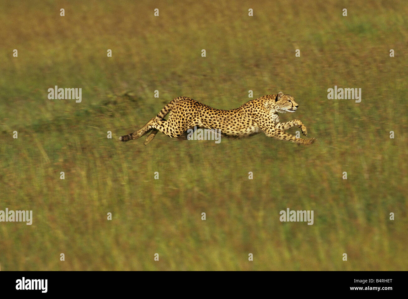Cheetah at Full Speed Stock Photo