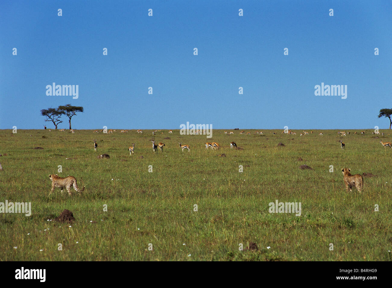 Two Cheetahs and a Herd of Gazelles Stock Photo