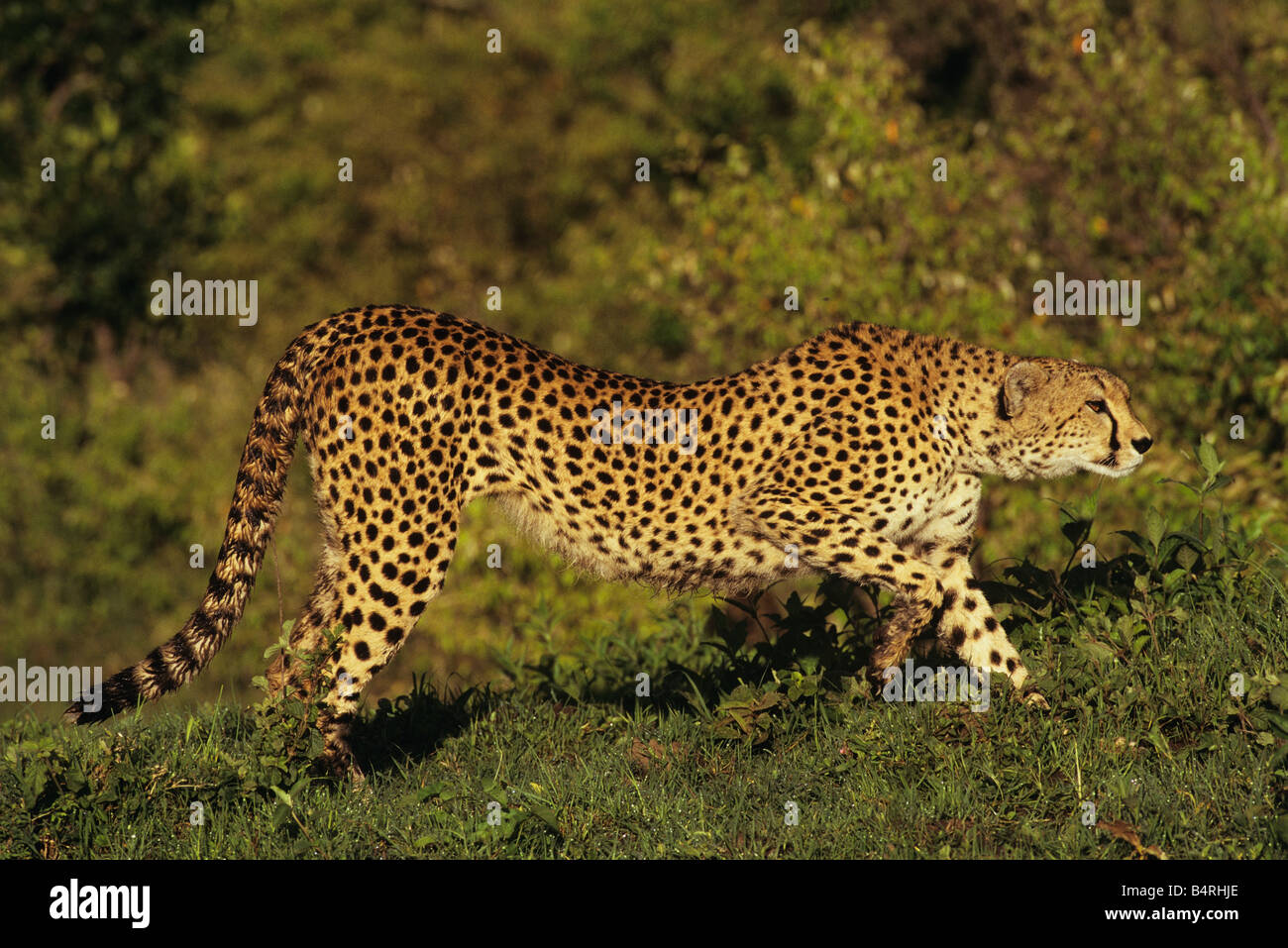 Cheetah Strikes a Stalking Pose Stock Photo