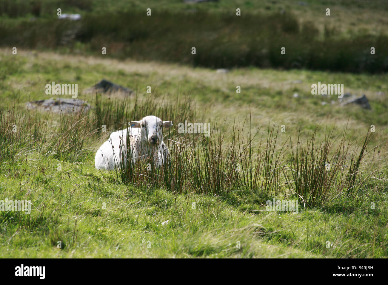 One sheep in field in wales hi-res stock photography and images - Alamy