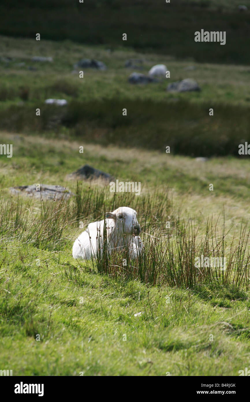 Back sheep grazing in mountain hi-res stock photography and images - Alamy