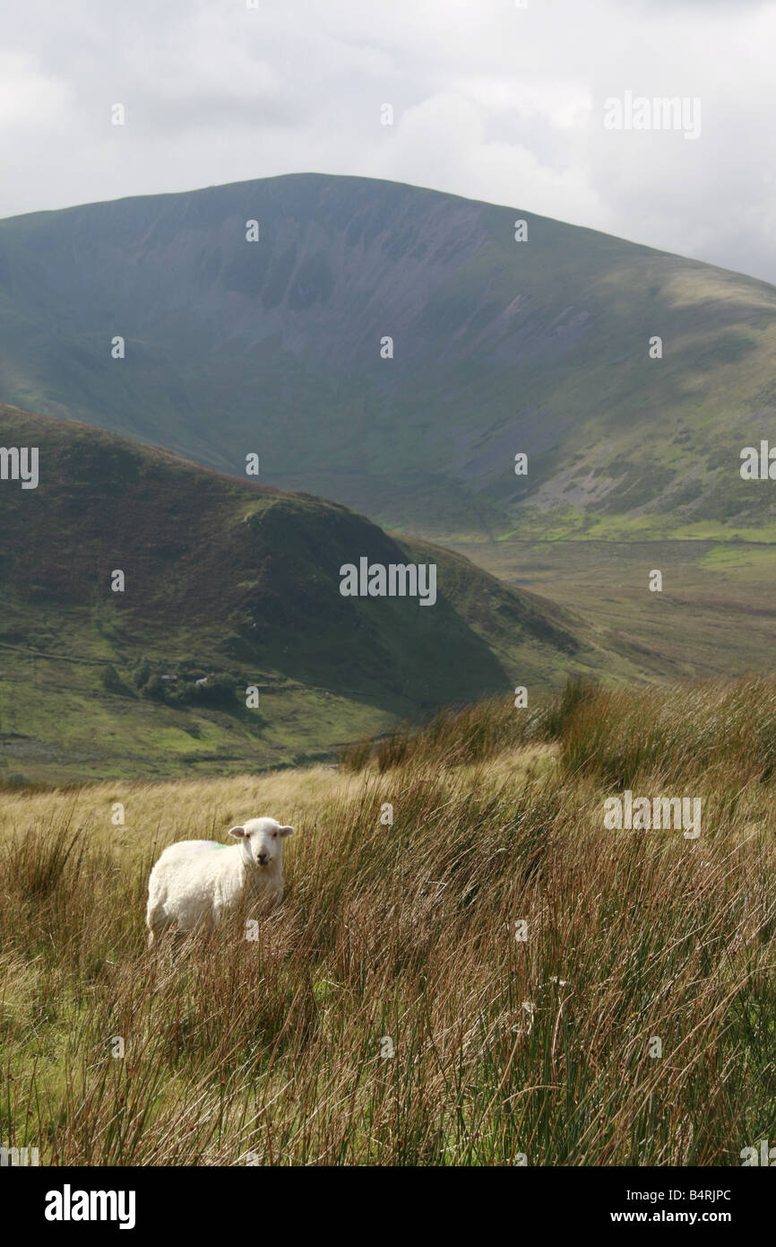 sheep grazing in field in snowdonia north wales Stock Photo - Alamy