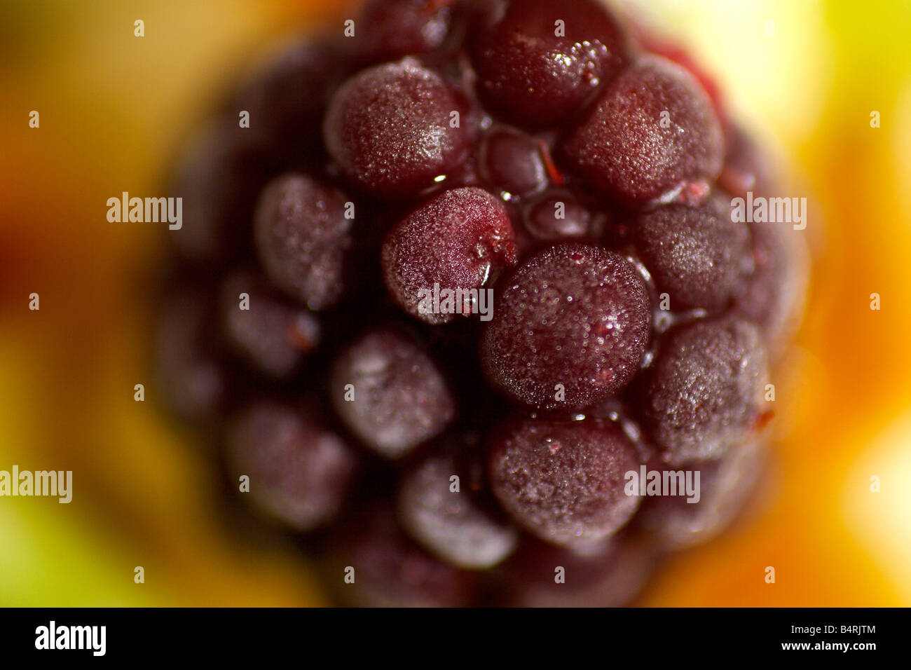 colorful close up photo of blueberry fruit salad Stock Photo - Alamy