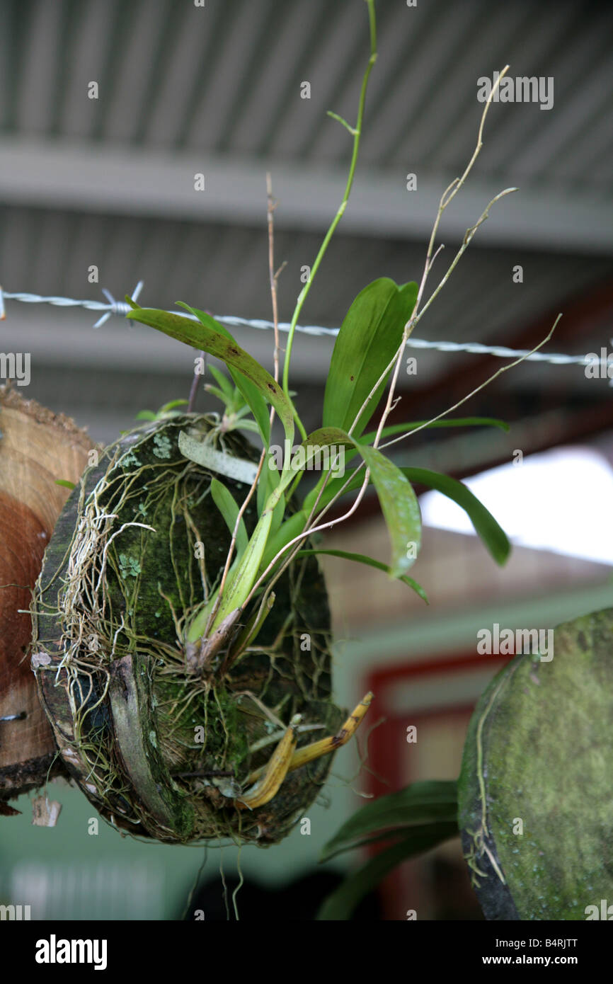 Cultivation of tropical orchids by hanging seedlings and bulbs. Stock Photo