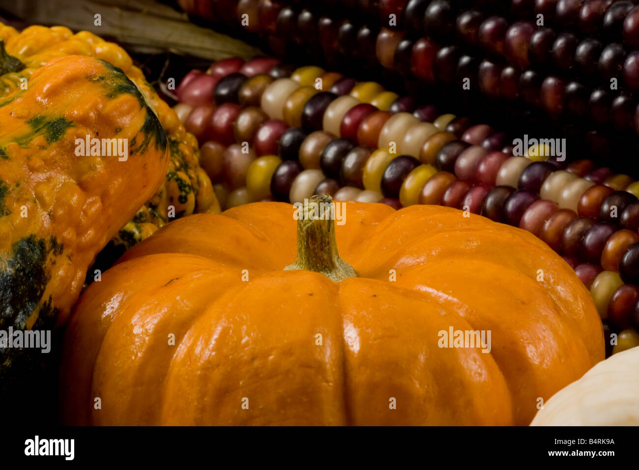 Mini Pumpkins and Gourds Stock Photo Alamy
