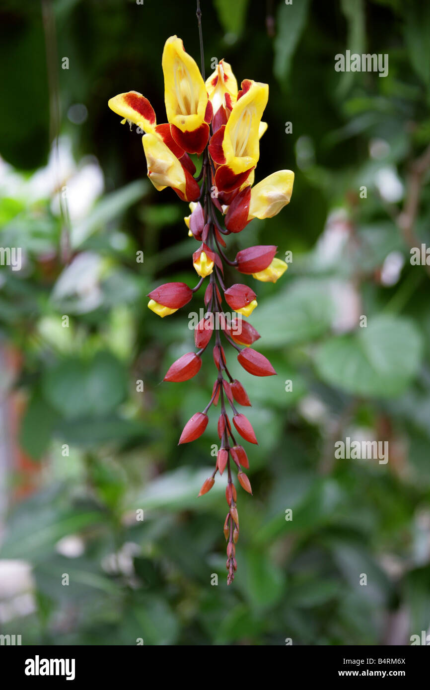 Clock Vine, Thunbergia mysorensis, Acanthaceae Stock Photo