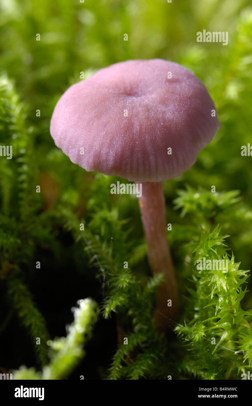 Amethyst deceiver, laccaria amethystea, fungi growing on the ground in deciduous woodland Stock Photo