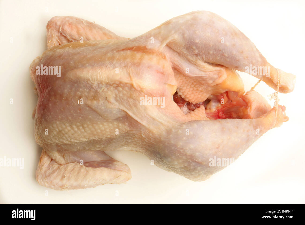 Guinea-fowl  Italy Stock Photo