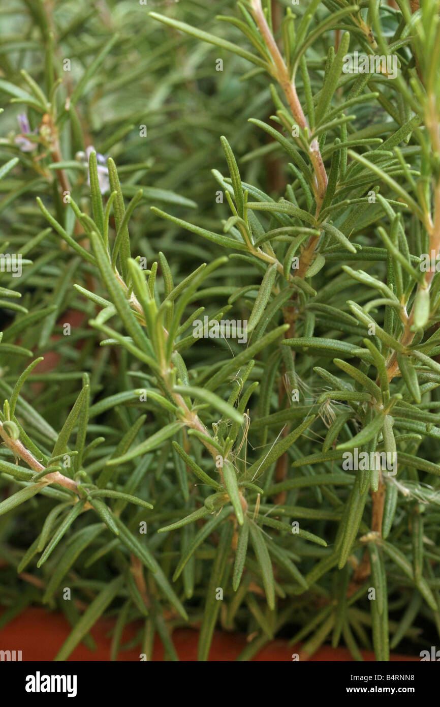 Rosemary Italy Stock Photo Alamy