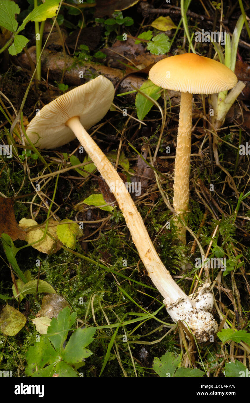 Orange grisette fungus, amanita crocea, growing on the ground in mixed woodland, Fleet valley, Dumfries & Galloway Stock Photo