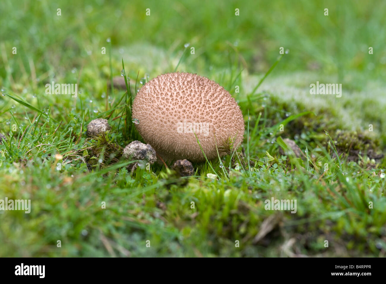 Rabbit Droppings High Resolution Stock Photography and Images - Alamy