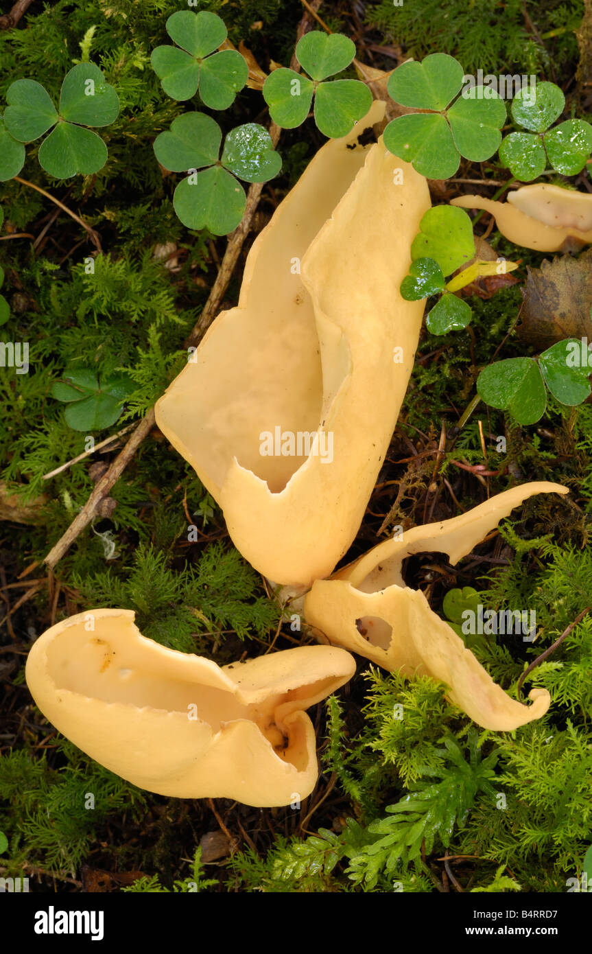 Hare's ear fungus, otidea onotica, growing on the ground in mixed woodland, Fleet valley, Dumfries & Galloway Stock Photo