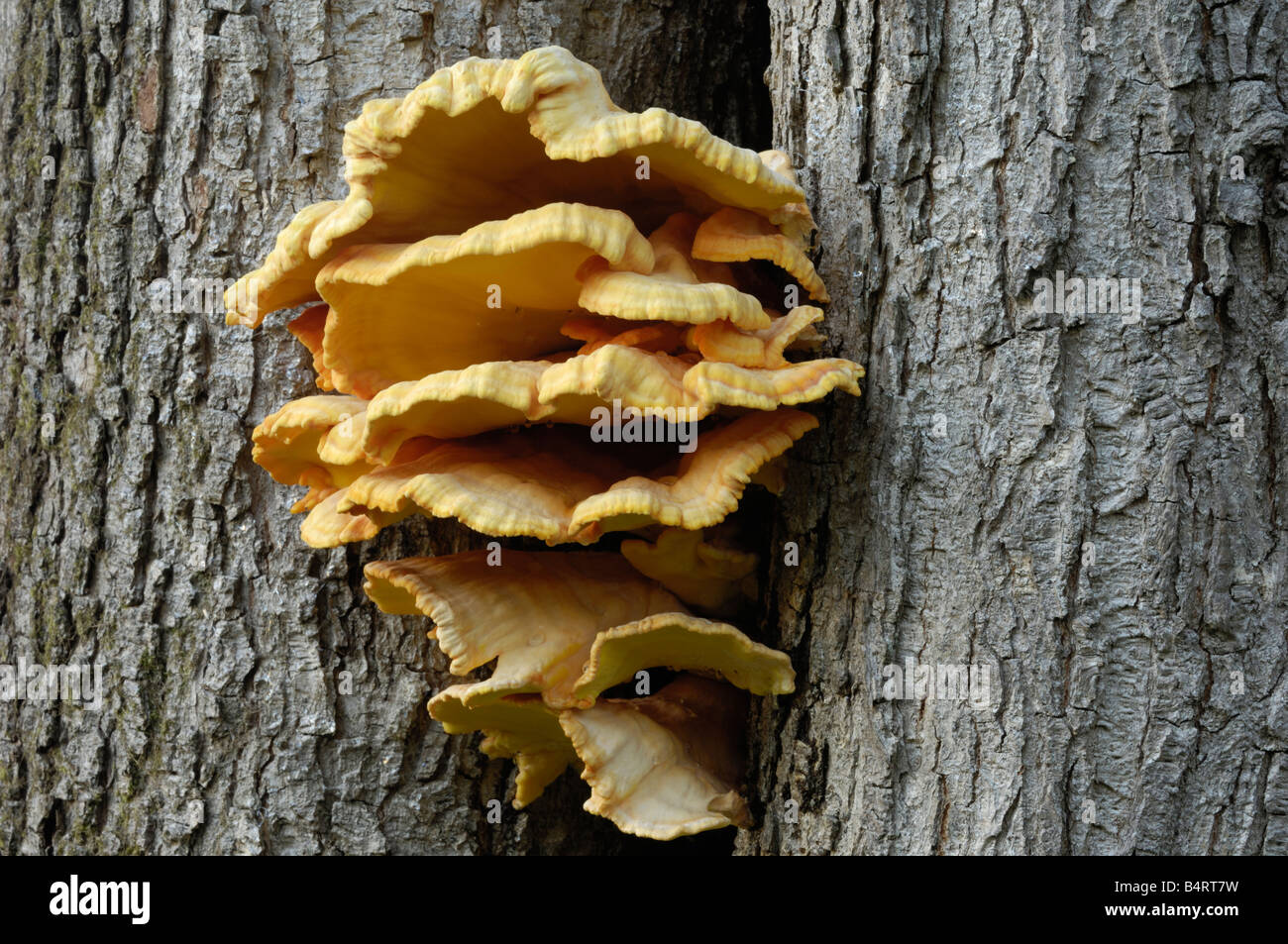 Chicken of the Woods, also known as Sulphur Polypore, laetiporus sulphureus, fungi growing on oak tree Stock Photo