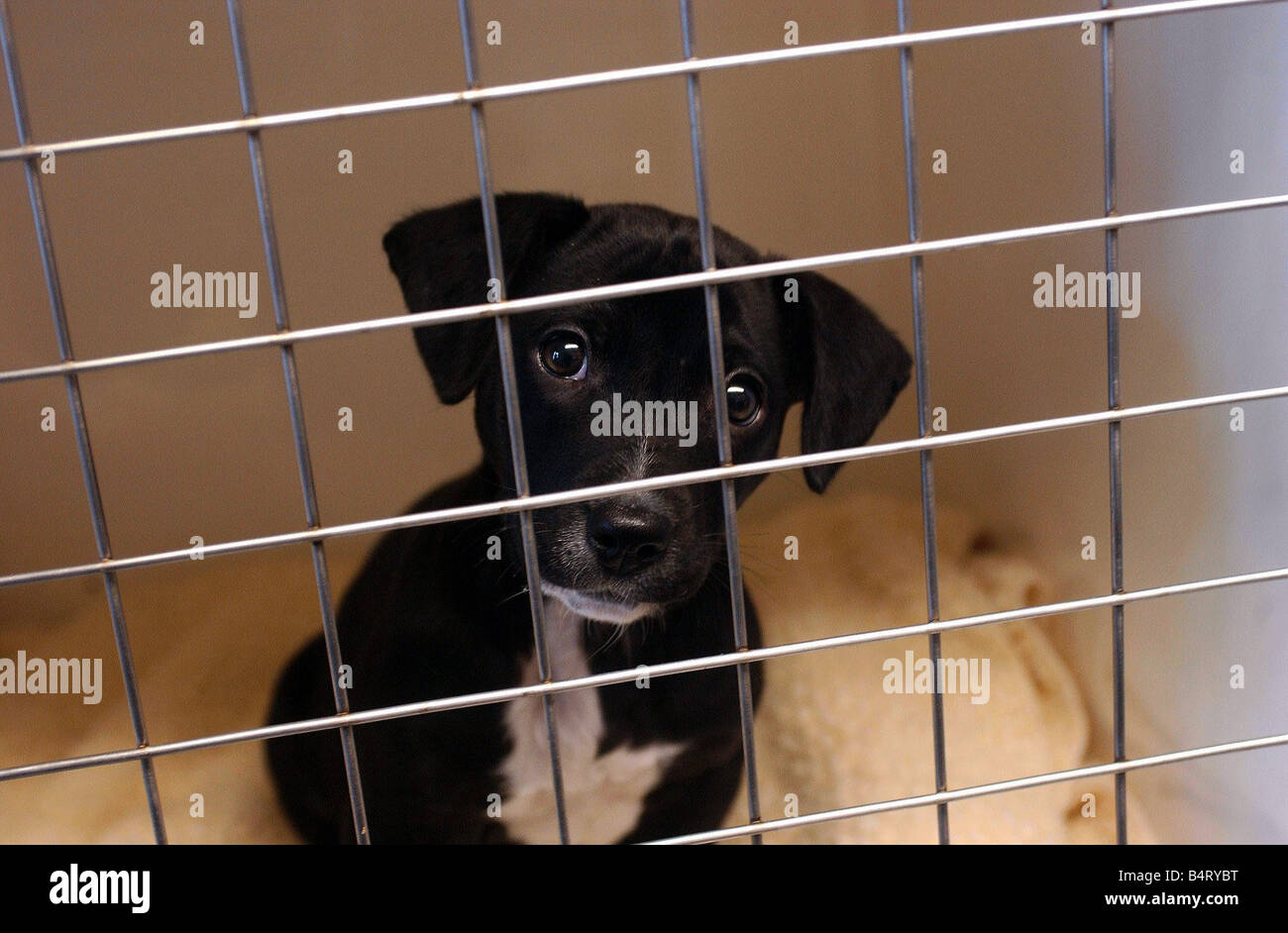 llys nini dogs for adoption