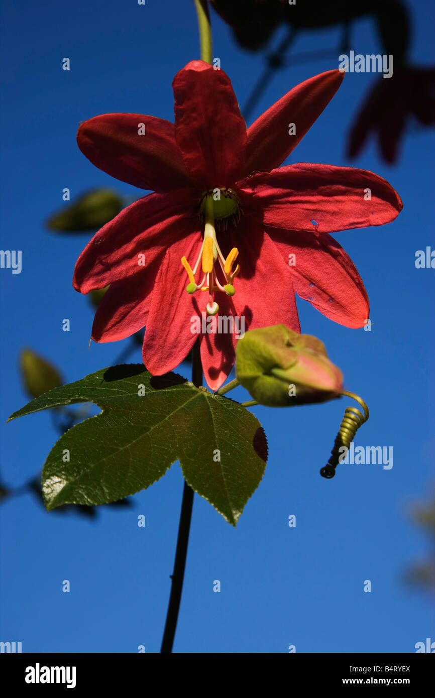Passiflora x exoniensis  Giardini Hanbury  Ventimiglia  Ligury  Italy Stock Photo