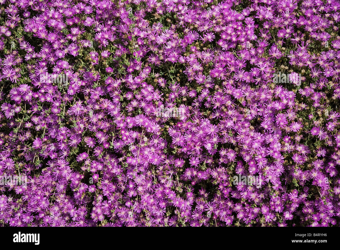 Drosanthemum hispidum  Giardini Hanbury  Ventimiglia  Ligury  Italy Stock Photo