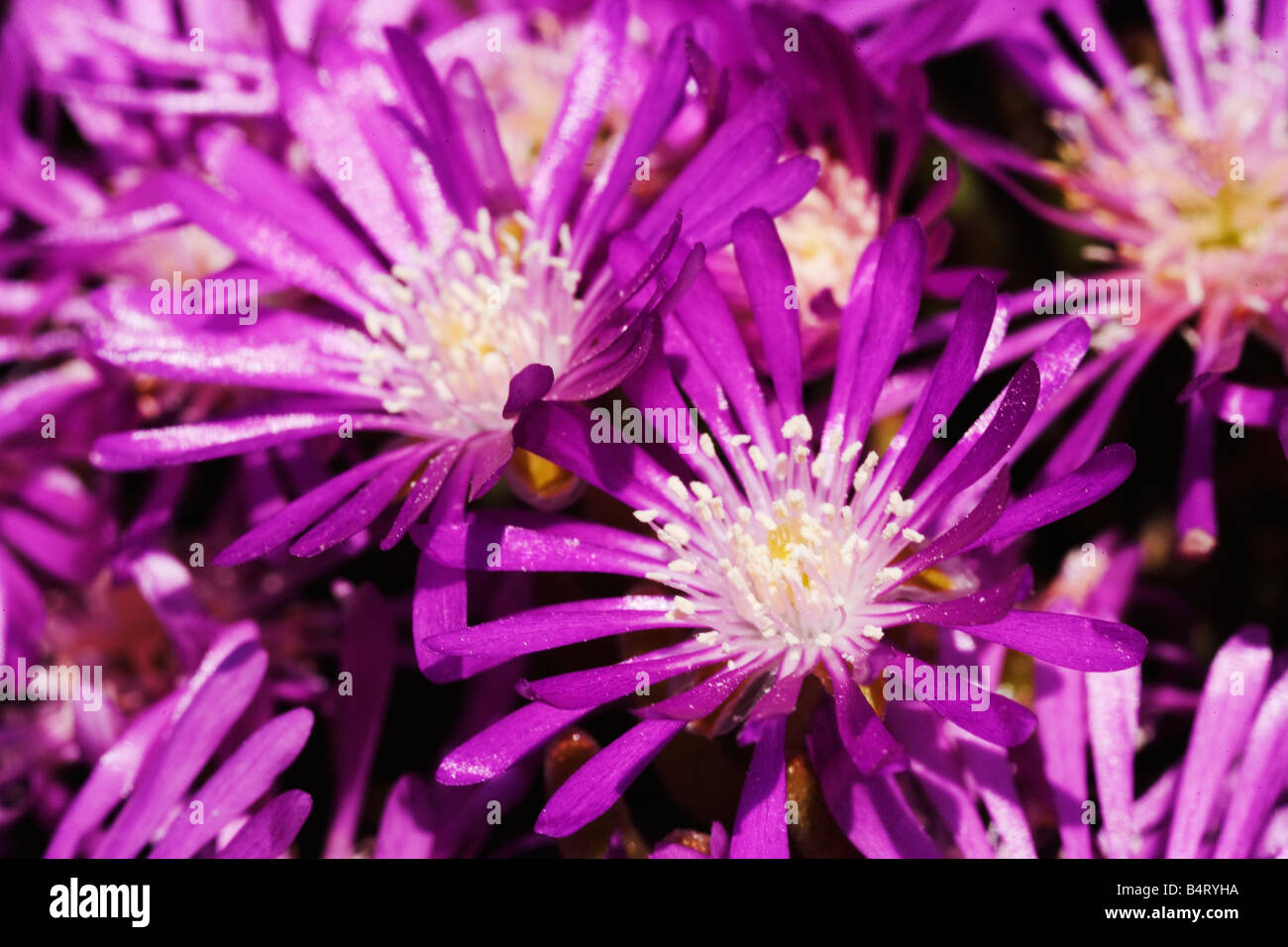 Drosanthemum hispidum  Giardini Hanbury  Ventimiglia  Ligury  Italy Stock Photo