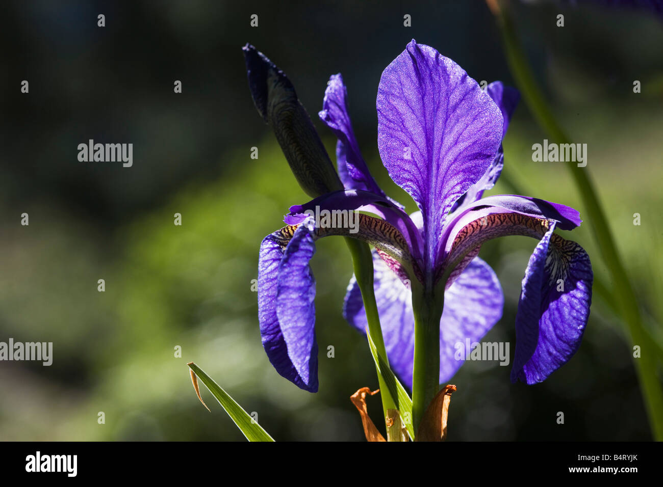 Iris sanguinea Stock Photo