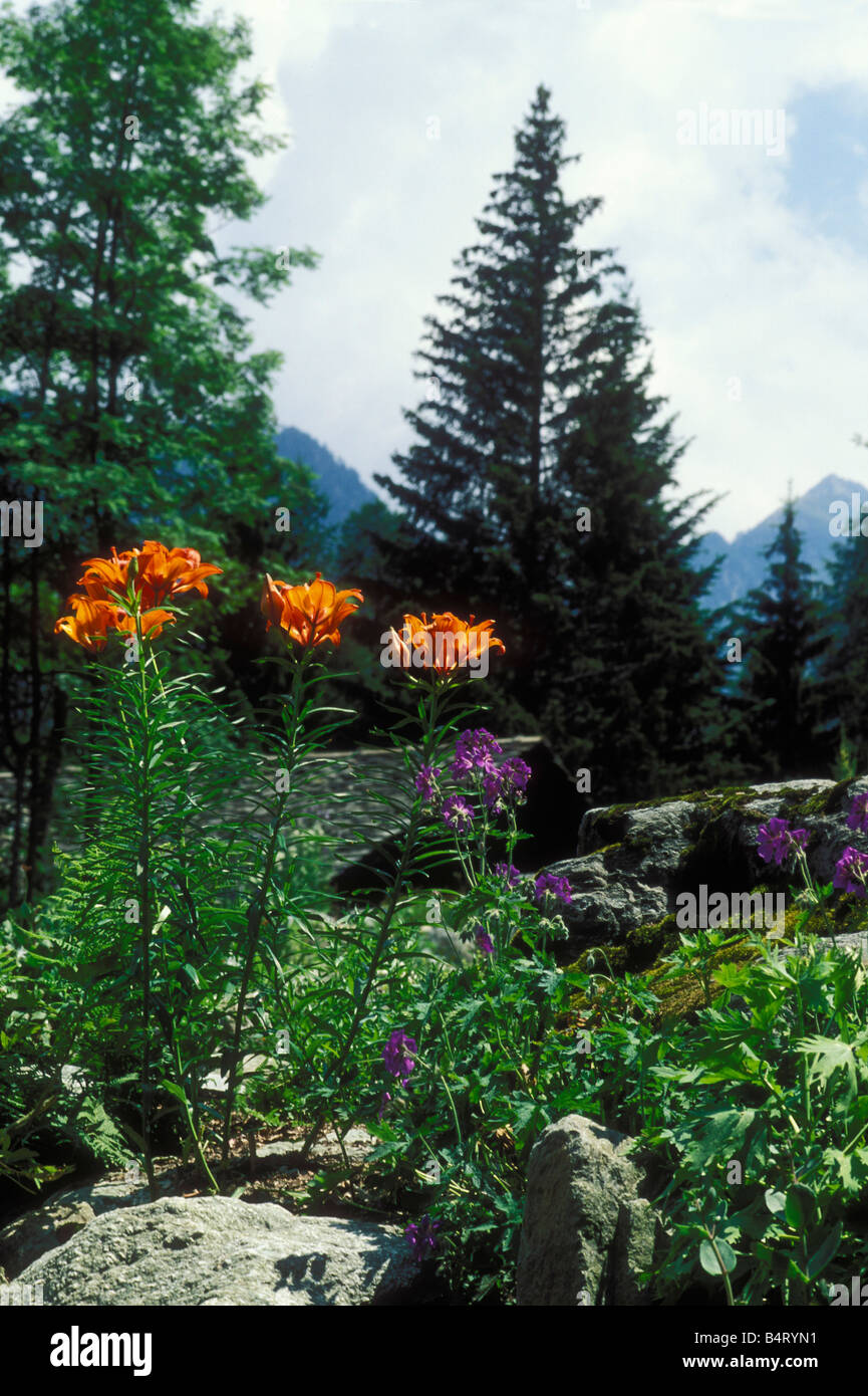 Lilium umbellatum  Giardino Paradisia  Gran Paradiso national park  Valle d'Aosta  Italy Stock Photo