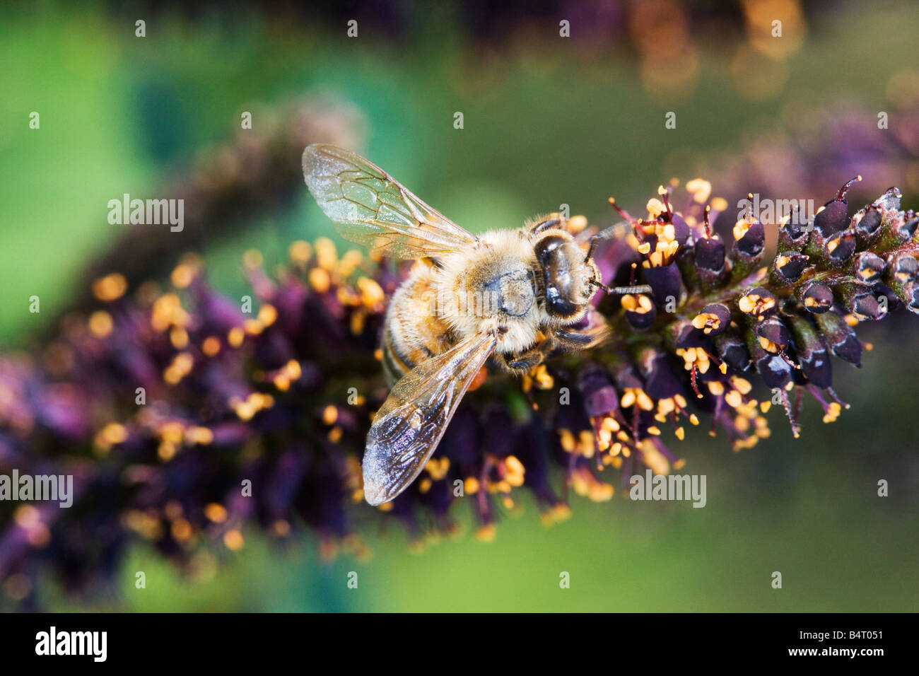 Ape Mellifera High Resolution Stock Photography And Images Alamy