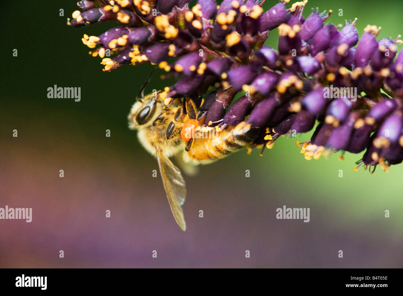 Ape Mellifera High Resolution Stock Photography And Images Alamy