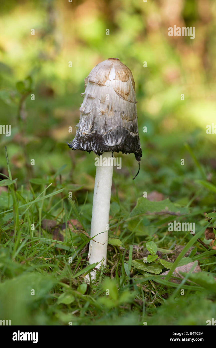 Shaggy Inkcap (Lawyer's Wig) Coprinus comatus fruiting body growing in a grassy area Stock Photo