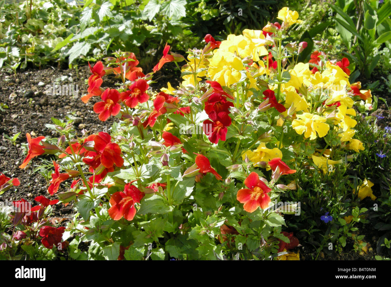 A mixture of yellow and red bedding plants Stock Photo Alamy