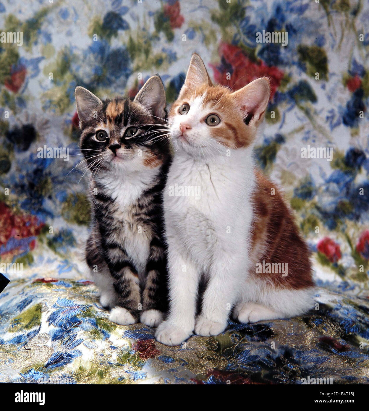 Two cats sat on a floral pattern circa 1960 Stock Photo