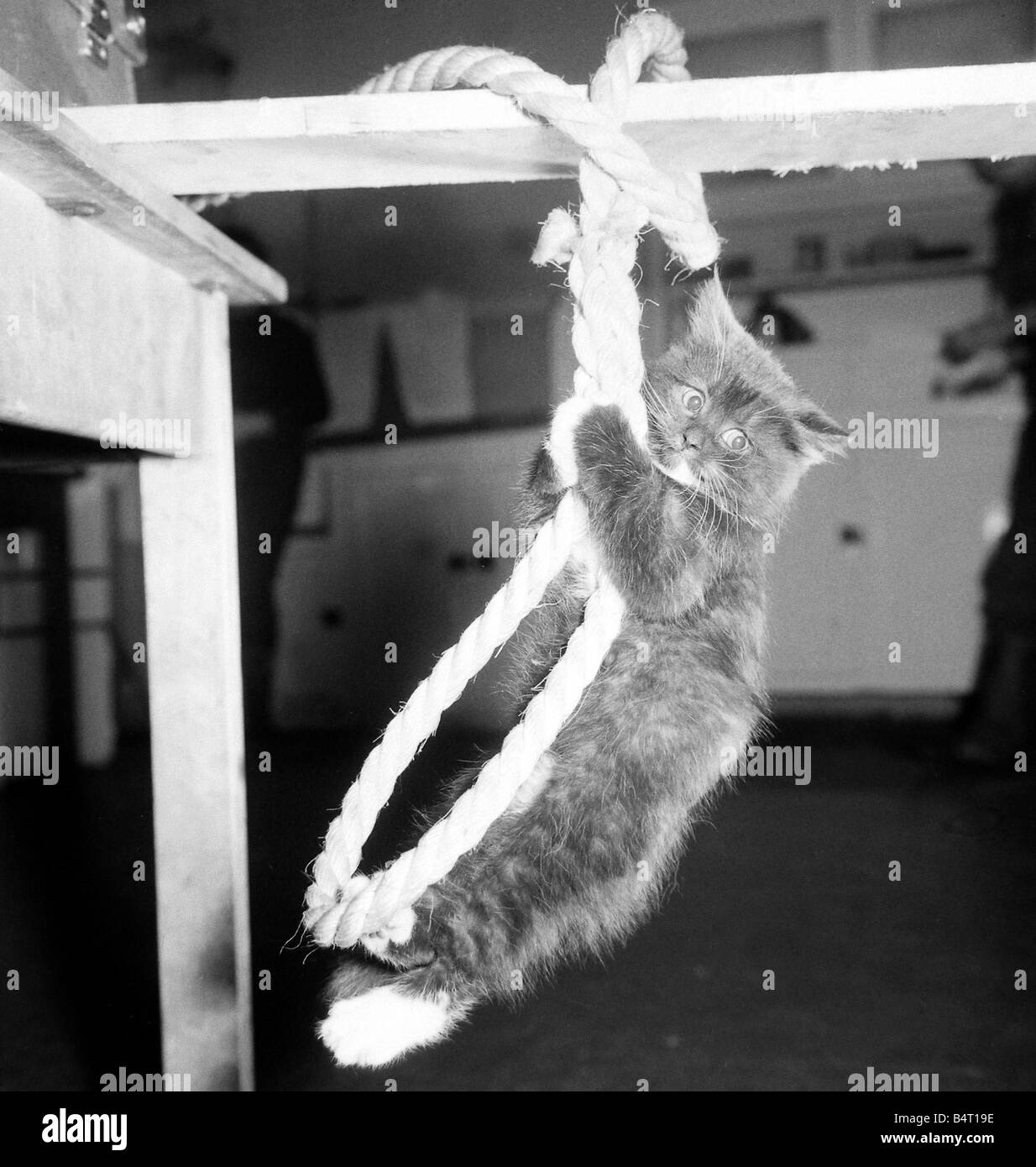 Bonzo the balancing cat practises his routine on the rope Februray 1961 Cat hanging from a rope