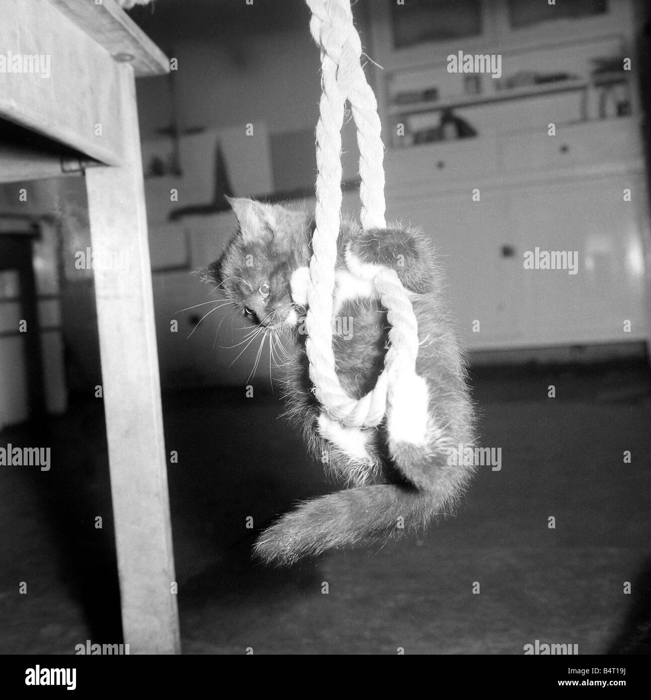 Cat kitten hanging rope hires stock photography and images Alamy