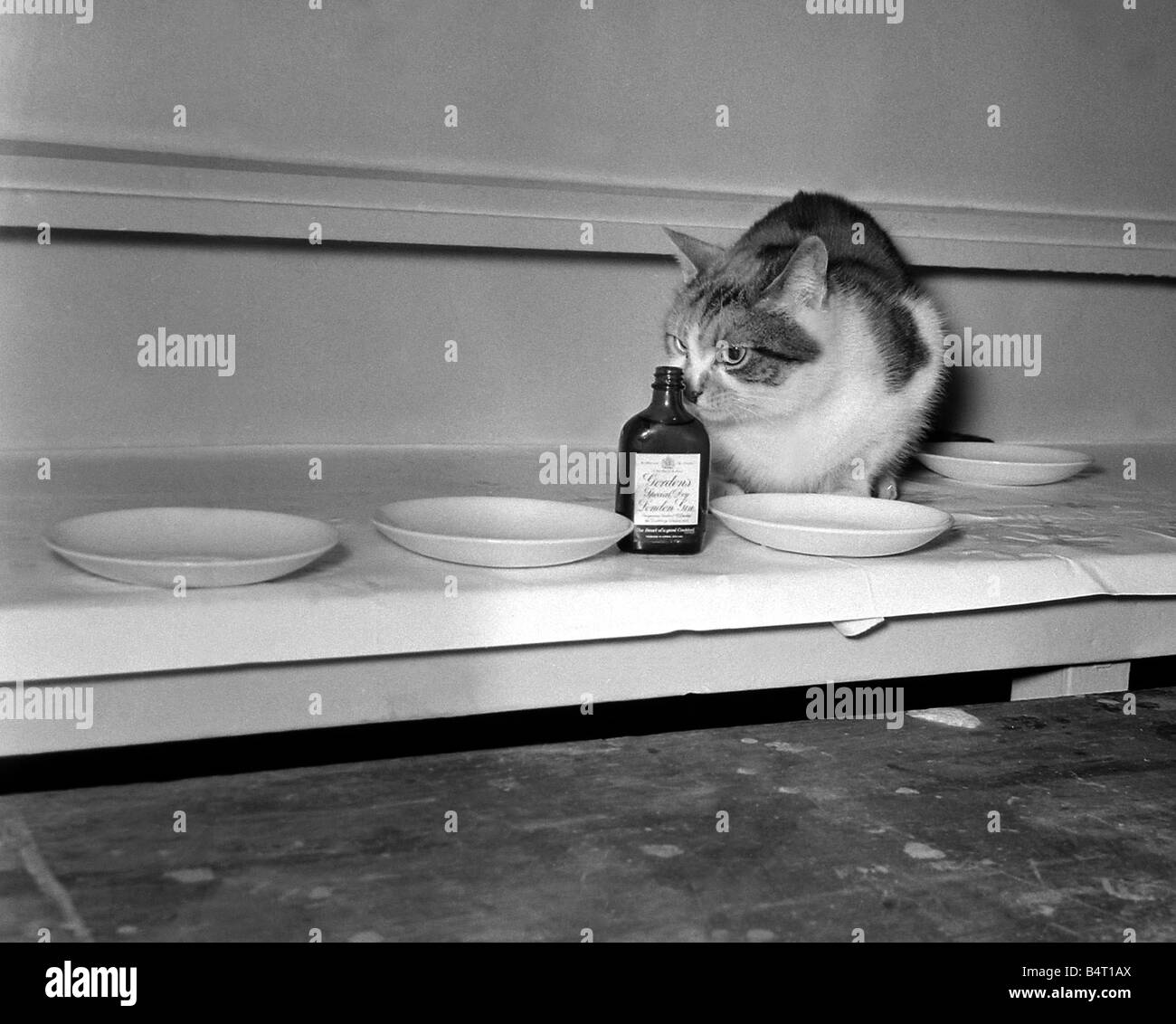 Auditions of Cats at the Vaudeville Theatre to find One elderly unflappable thespian cat to appear as Tanner the cat in the play Everybody Loves Opal One of the cats sniffing a bottle of Gordon s gin March 1964 Stock Photo